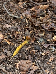 Tolypocladium longisegmentatum