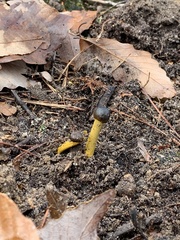 Tolypocladium longisegmentatum