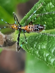 Harpactorinae