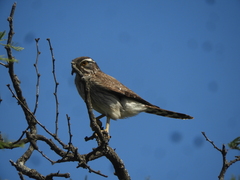 Spiziapteryx circumcincta