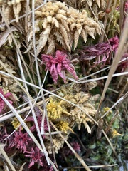 Sphagnum subsecundum