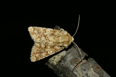 Hadena irregularis