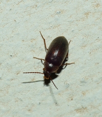 Isomira
