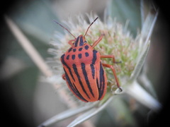 Graphosoma semipunctatum