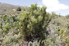 Protea lepidocarpodendron
