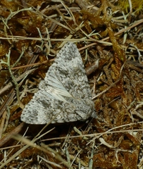 Acronicta megacephala