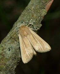 Mythimna litoralis