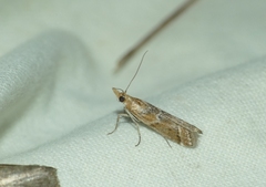 Ancylosis cinnamomella