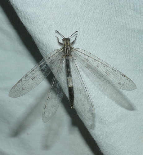 Synclisis baetica