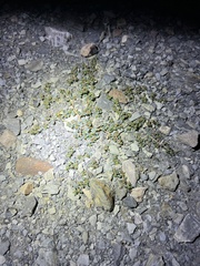 Euphorbia cryptorubra