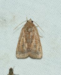 Noctua interjecta