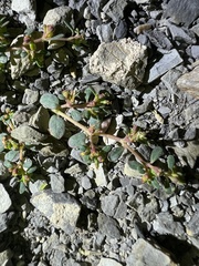 Euphorbia cryptorubra