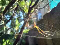 Leucauge