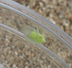 Kallitaxila granulata