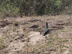 Anastomus lamelligerus