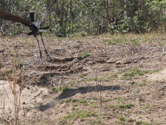 Anastomus lamelligerus