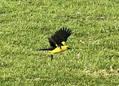 Gymnomystax mexicanus