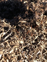 Solenopsis saevissima