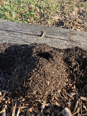 Solenopsis saevissima