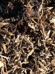 Solenopsis saevissima