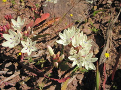 Codonorhiza fastigiata