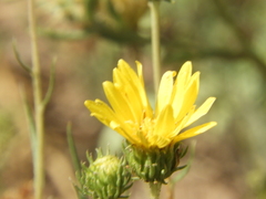 Grindelia scorzonerifolia