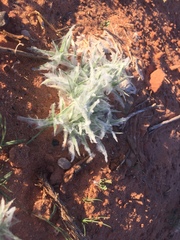 Scleropogoninae
