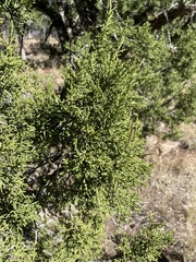 Juniperus monosperma