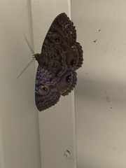Speiredonia spectans