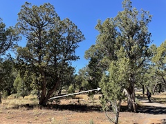 Juniperus monosperma
