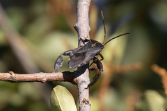 Petascelis remipes