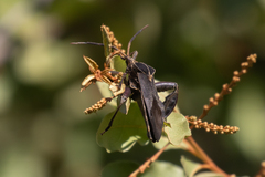 Petascelis remipes
