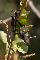 Petascelis remipes