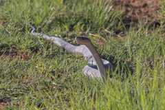 Dendroaspis polylepis