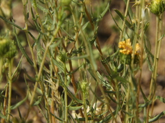 Grindelia scorzonerifolia