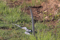 Dendroaspis polylepis