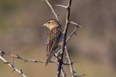 Euplectes albonotatus