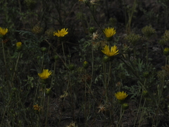 Grindelia scorzonerifolia