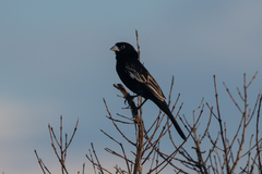 Euplectes albonotatus