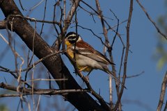 Emberiza flaviventris
