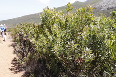 Protea lepidocarpodendron