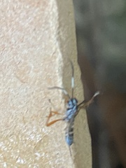 Agonocryptus discoidaloides