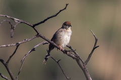 Cisticola fulvicapilla