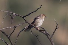 Cisticola fulvicapilla
