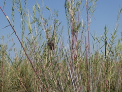 Phragmites mauritianus