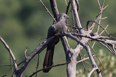 Corythaixoides concolor