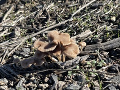 Psathyrella bipellis