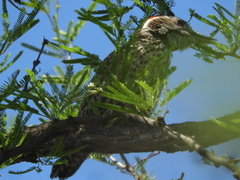 Dryobates mixtus