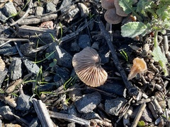 Psathyrella bipellis