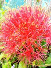 Scadoxus